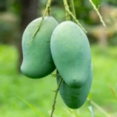 আম্রপালি