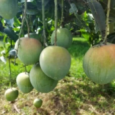 বারি- ৪