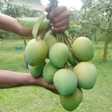 হিমসাগর