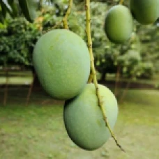 ল্যাংড়া